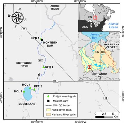 Flood-Rings Production Modulated by River Regulation in Eastern Boreal Canada